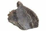 Fossil Dinosaur (Triceratops) Tooth Crown - Wyoming #358216-1
